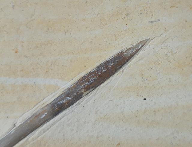 Hibolithes semisulcatus (M�NSTER 1830) - Bild &copy; FossNet FossilienStore